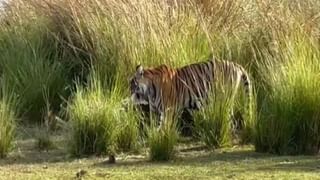 Viral Video: ঠিক যেন পাশবালিশ! বিছানায় উঠছিল বিরাট অজগর, মহিলা পায়ে করে কাছে টেনে নিলেন…