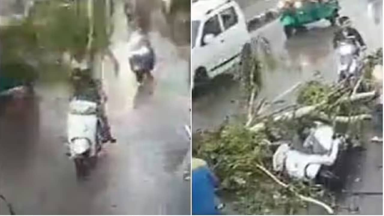 Viral Video: স্কুটি চড়ে যাচ্ছিলেন 3 যুবক, ভেঙে পড়ল বিশাল গাছ, ভিডিয়ো দেখলে গায়ে কাঁটা দেবে!