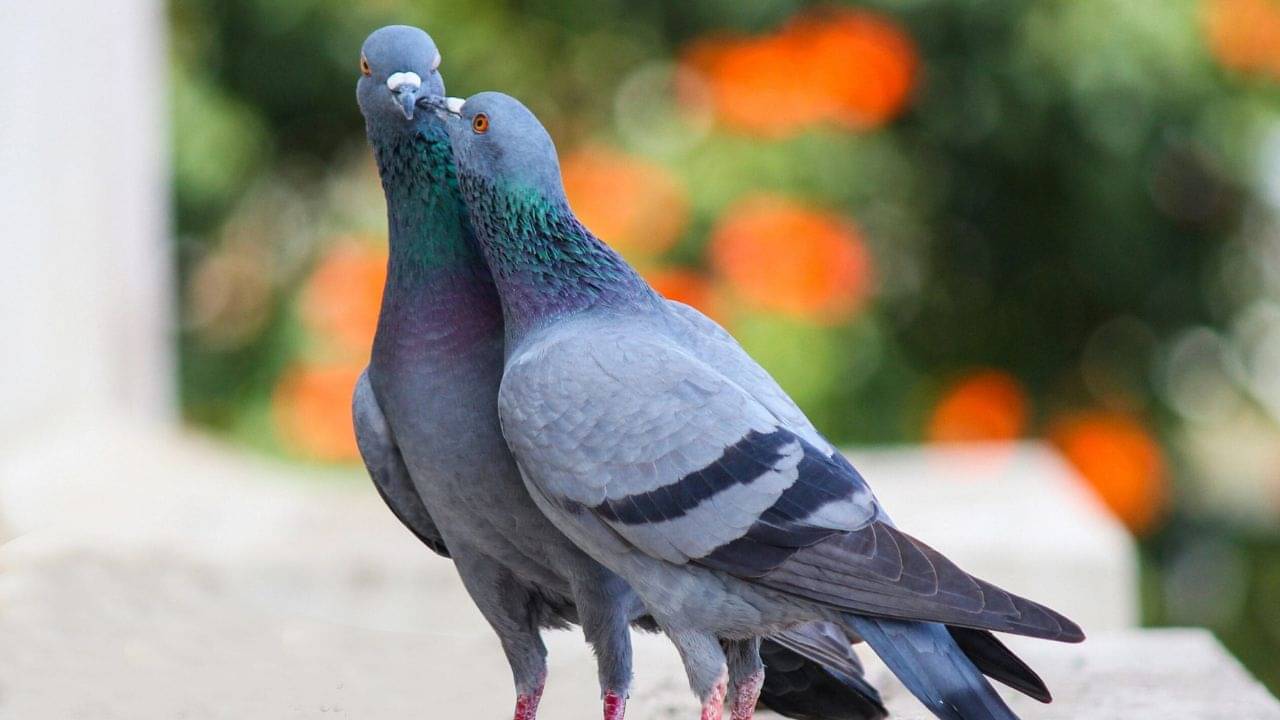 Vastu Tips for Home: বাড়িতে এই পাখির আনাগোনা সবচেয়ে বেশি? দ্রুত উজ্জ্বল হবে আপনার ভাগ্য, বাস করবে ধনলক্ষ্মী