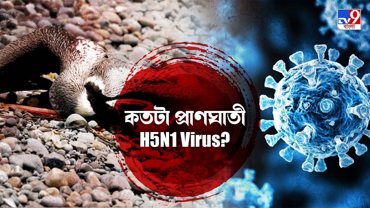 H5N1 Virus: 5 কোটিরও বেশি মৃত্যু এই ভাইরাসে, ভবিষ্যৎ নিয়ে কী বলছে WHO?