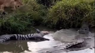 Viral Video: ঝড়ের রণংদেহি মেজাজ! এক বিল্ডিং থেকে অন্যটায় উড়ে গেল আস্ত একটা সোফা, দেখুন কী কাণ্ড