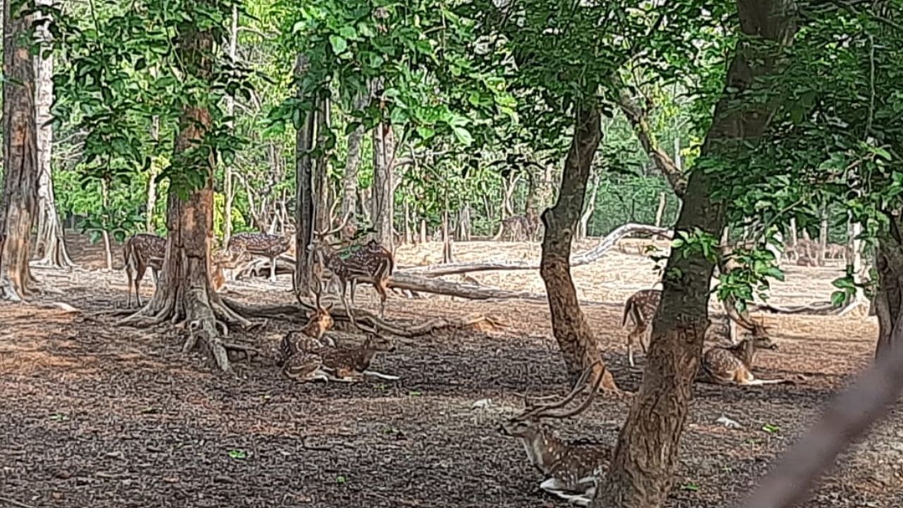 Deer Park: পর্যটনে জোর, এবার পূর্বস্থলীতে ৪.৫ একর জমির উপর তৈরি হচ্ছে ডিয়ার পার্ক