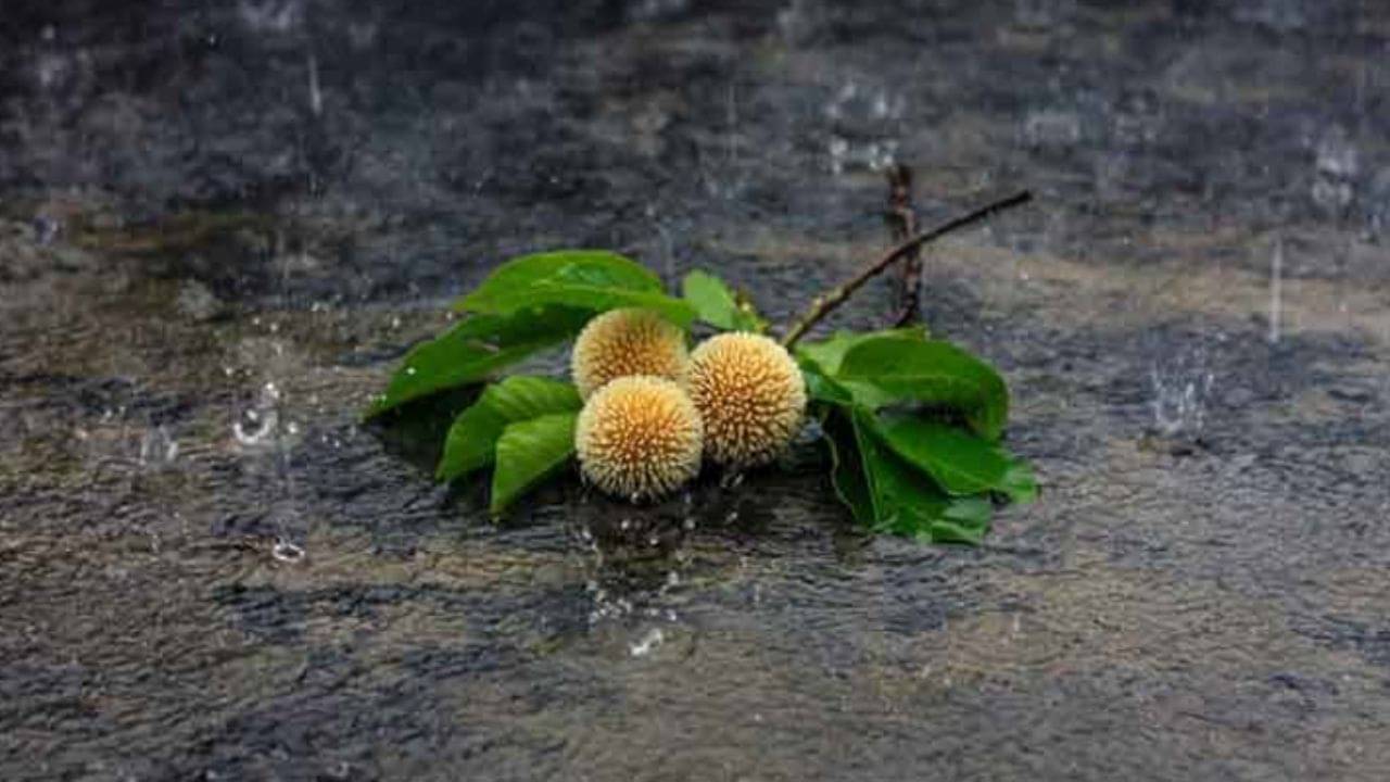 Ashadha month  2023: জ্যৈষ্ঠ শেষে সামনেই আষাঢ় মাস! ভাগ্য ফেরাতে এই কাজগুলি অবশ্যই করবেন