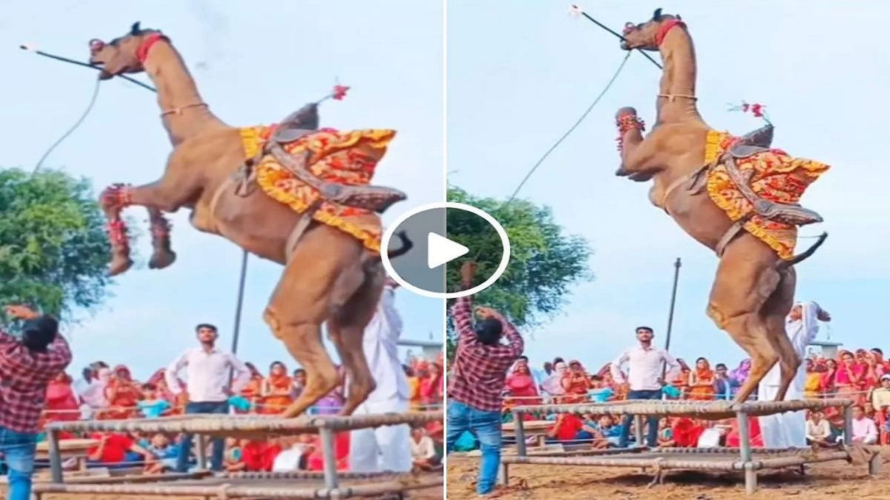 Viral Video: খাটের উপর উঠে উটের অসাধারণ নাচ! প্রথম বার দেখে নেটিজ়েনদের অবাক প্রতিক্রিয়া