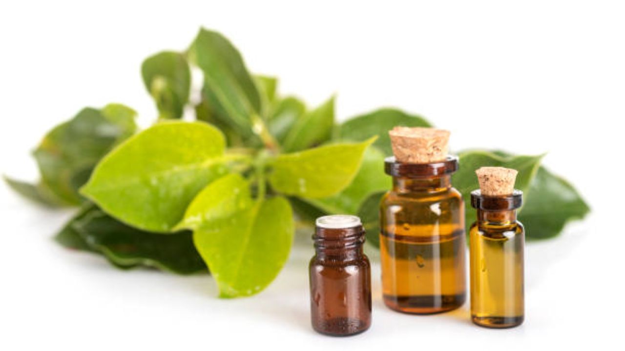 Camphor Oil: ত্বকের সমস্যার যাবতীয় সমাধান হবে এই তেলের এক ফোঁটাতেই, ব্যবহারে ভুল হলেই কিন্তু মারাত্মক ক্ষতি Camphor Oil: ত্বকের সমস্যার যাবতীয় সমাধান হবে এই তেলের এক ফোঁটাতেই, ব্যবহারে ভুল হলেই কিন্তু মারাত্মক ক্ষতি