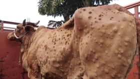 Cow Diseases: মেঘালয়ে LSD রোগে আক্রান্ত হয়ে শতাধিক গরুর মৃত্যু, মানবশরীরে কি প্রভাব পড়বে? Cow Diseases: মেঘালয়ে LSD রোগে আক্রান্ত হয়ে শতাধিক গরুর মৃত্যু, মানবশরীরে কি প্রভাব পড়বে?