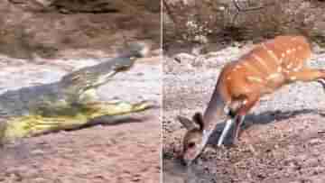 Viral Video: ওত পেতেছিল শক্তিশালী কুমির, মিলিসেকেন্ডের ব্যবধানে তার শক্ত চোয়াল ছেড়ে বেরিয়ে গেল মননশীল হরিণ