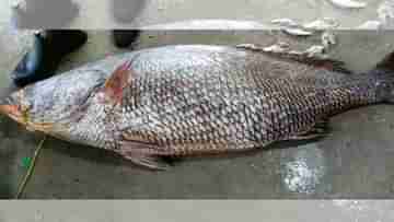 Bhola Fish: ৫ লক্ষ টাকায় বিক্রি হল ইয়া বড় ভোলা মাছ