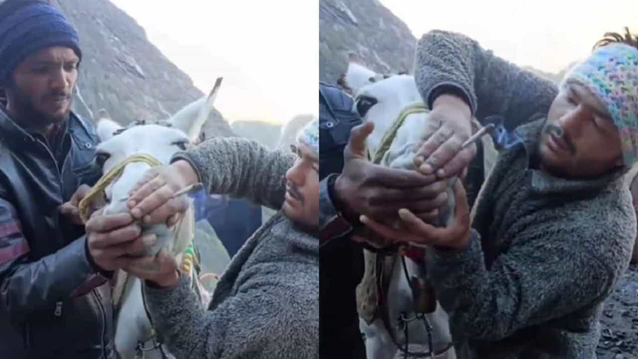 Viral Video: আর মাল বইতে পারছে না, কেদারনাথে ঘোড়াকে জোর করে গাঁজা খাওয়ানোর চেষ্টা, নির্মম অত্যাচার Viral Video: আর মাল বইতে পারছে না, কেদারনাথে ঘোড়াকে জোর করে গাঁজা খাওয়ানোর চেষ্টা, নির্মম অত্যাচার