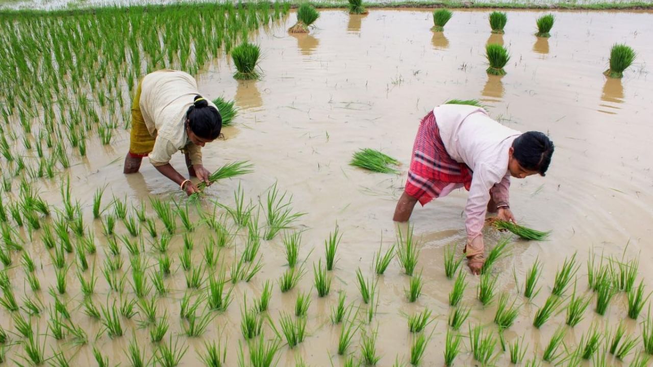 কৃষকদের জন্য সুখবর, ২০২৩-২৪ মরসুমের জন্য খরিফ শস্যের MSP বাড়াল মোদী মন্ত্রিসভা