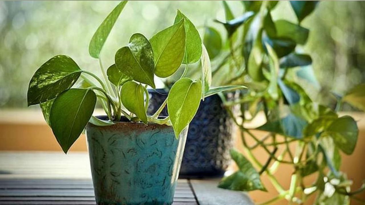 Money Plant: মানি প্ল্যান্ট বাড়িতে রাখার সঠিক দিক