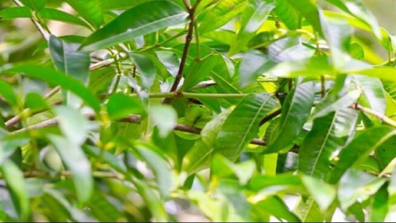 Optical Illusion: গাছের মধ্যে লুকিয়ে রয়েছে একটি সাপ, বলুন তো কোথায় সে?