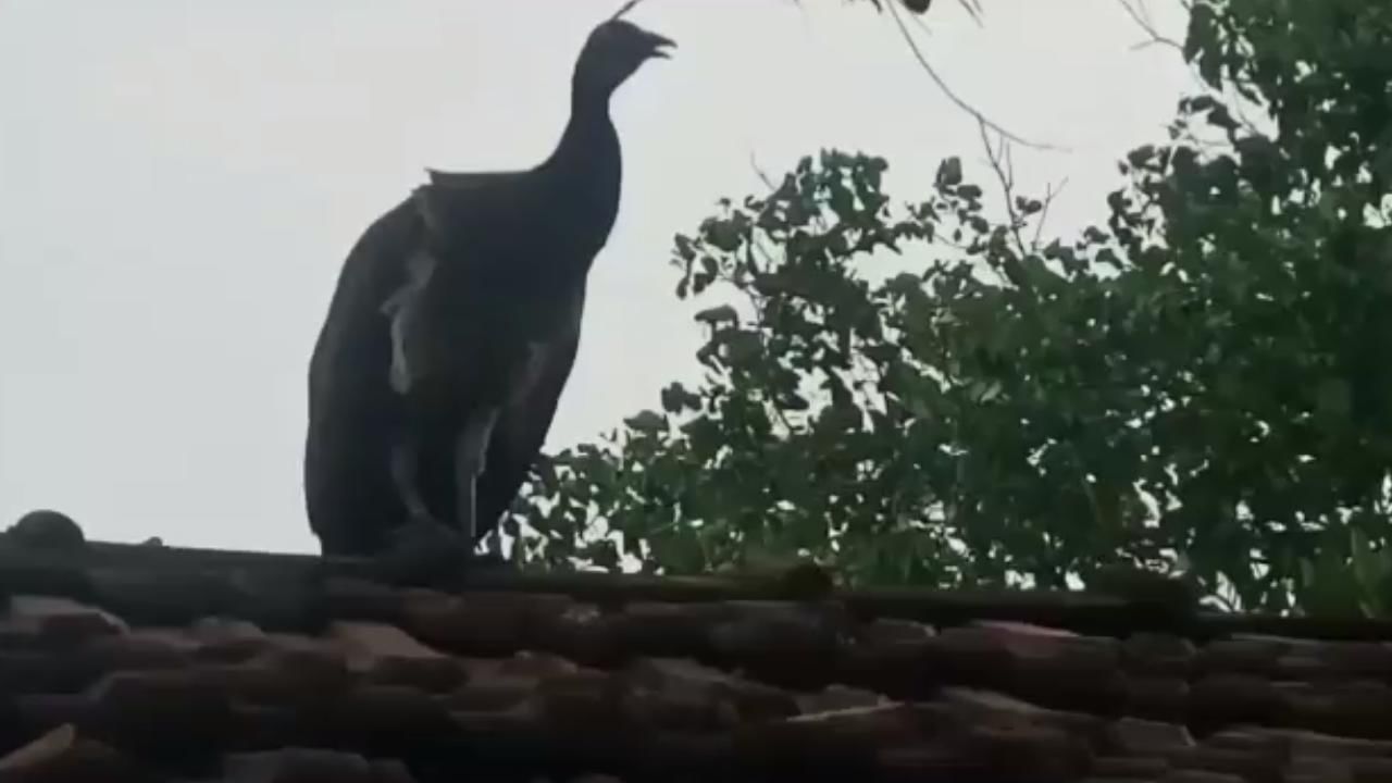 Peacock in East Burdwan: টালির চালে বসে আছে একটা বিশালাকার পাখি, কাছে যেতেই হতবাক গ্রামের বাসিন্দারা