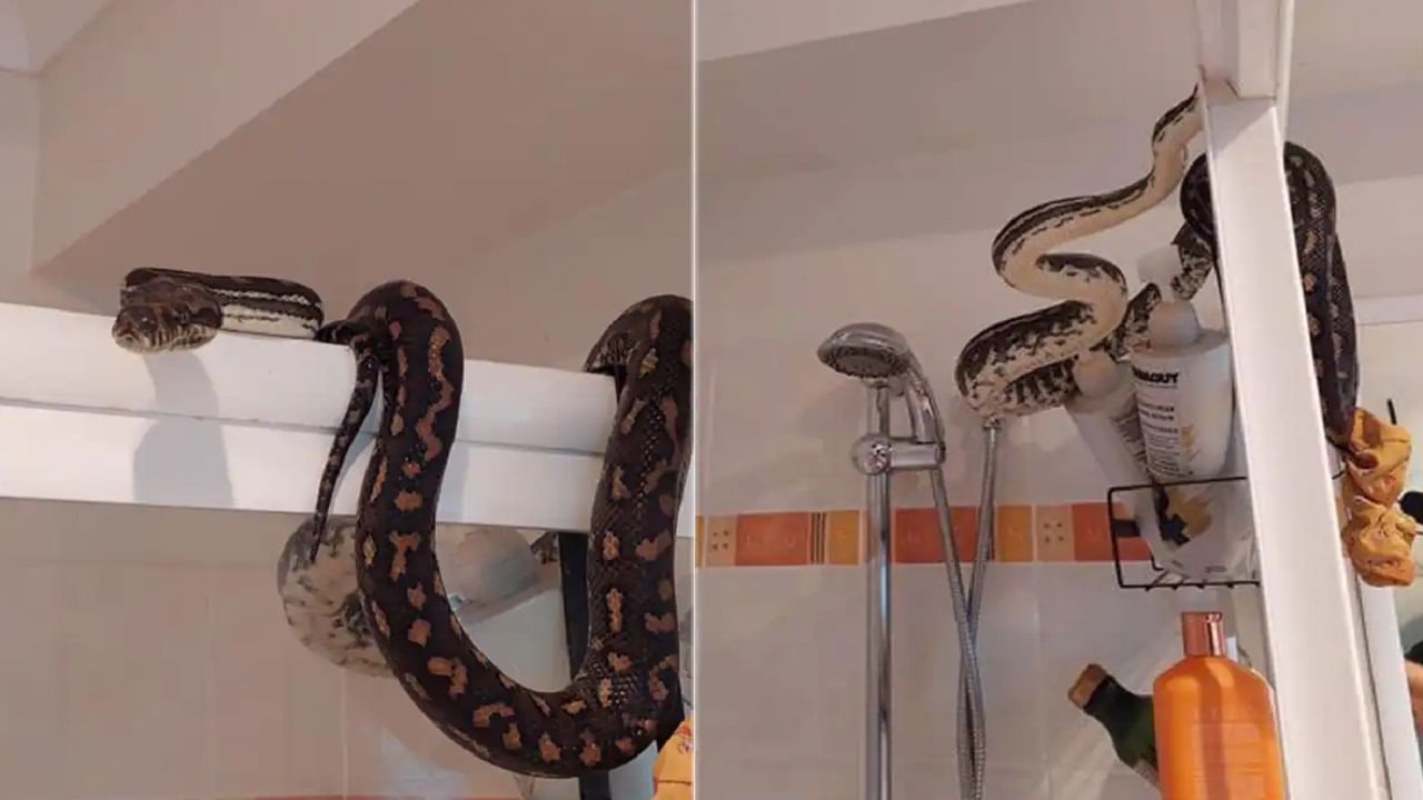 Python Resting On Shower: প্রাতঃকৃত্য সারতে গিয়ে ব্যক্তির চক্ষু চড়কগাছ! শাওয়ারের উপর থেকে অ-এ অজগর আসছে তেড়ে...