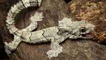 Paragliding Gecko: সদাহাস্য বদন! মিজ়োরামে সন্ধান মিলল অবাক টিকটিকির, এক গাছ থেকে অন্য গাছে উড়ে যায়