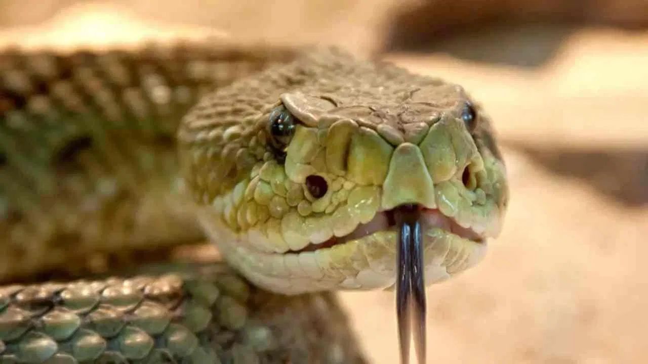 Snake Bite: হাঁসের ডিম তুলতে গিয়ে সাপের কামড়, হাসপাতালে পৌঁছানোর আগেই মৃত্যু সুন্দরবনের গৃহবধূর