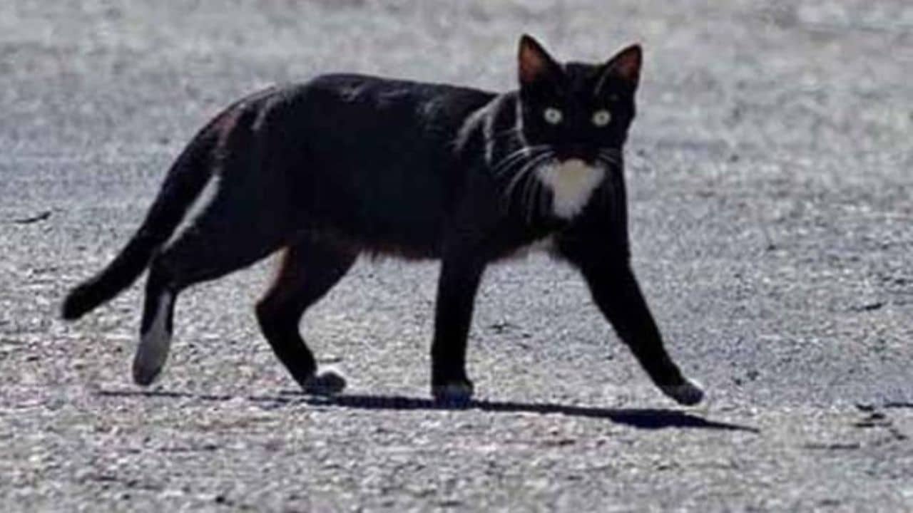 Black Cat and Superstition: অন্য কোনও পশু নয়, শুধু বিড়াল রাস্তা টপকালেই অশুভ হয় কেন?