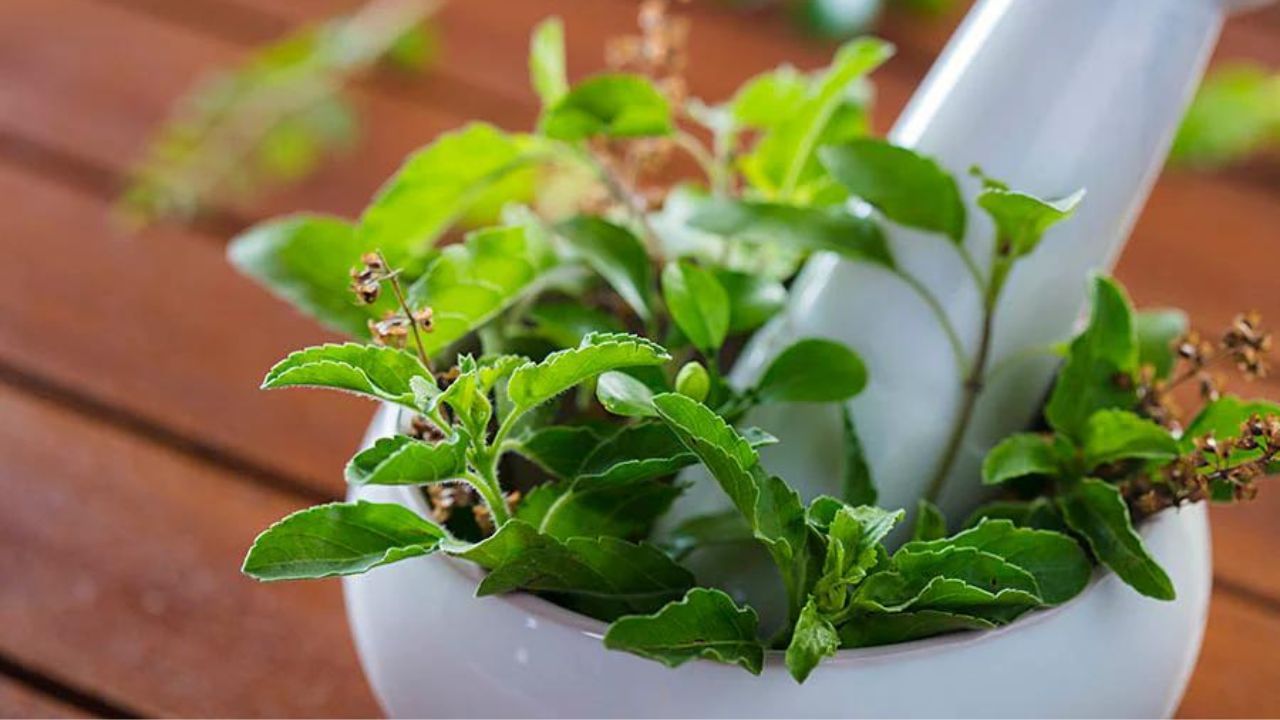 হিন্দু ধর্মে তুলসী গাছকে অত্যন্ত পবিত্র বলে মনে করা হয়। কথিত আছে যে তুলসী গাছে দেবী লক্ষ্মীর বাস। শাস্ত্র অনুসারে, মঙ্গলবার হনুমানজিকে তুলসী পাতা বা তুলসীর মালা অর্পণ করলে শুভ ফল পাওয়া যায়। তুলসী পাতা দান করলে মানুষের জীবনে অর্থ ও শস্যের অভাব হয় না।