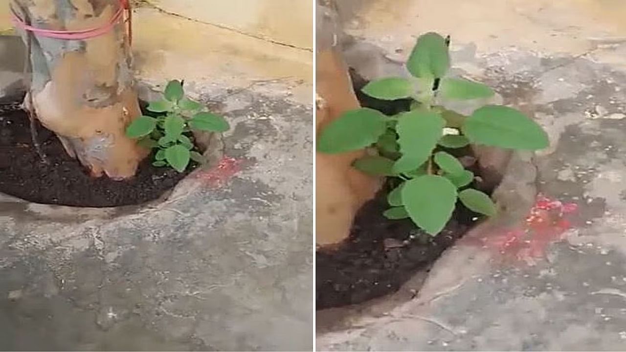 Viral Video: হঠাৎ আপনাআপনিই নড়ে উঠল তুলসী গাছ, 'ঈশ্বর বিরাজ করছেন', দাবি নেটিজ়েনদের