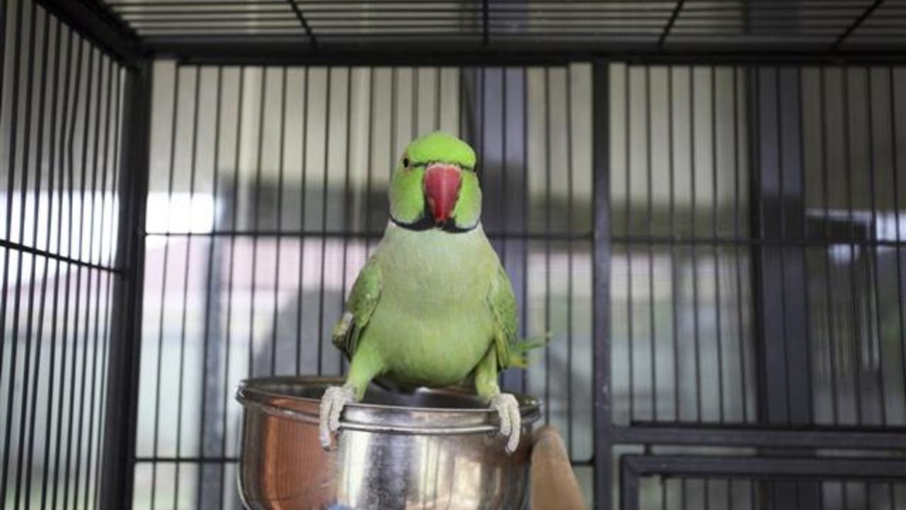 Vastu Tips for Parrot: বাড়িতে টিয়া পুষলে সৌভাগ্য ফিরে আসে! রেগে গেলে পাপ লাগতে পারে