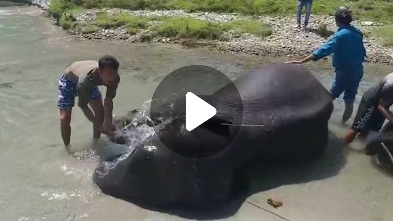 Elephant in Dooars in Summer: গরমে নাজেহাল, নদীতে ডুব হাতির