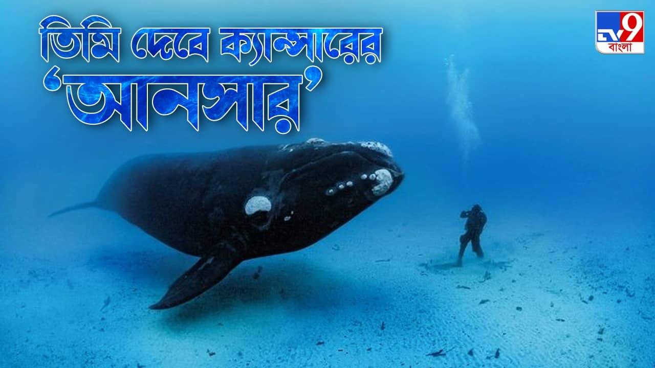 Bowhead Whales Superpower: ওদের ওজন ৮০০০০ কেজি, আর ওরাই এনে দিতে পারে cancer-এর answer, চেনেন ওদের?