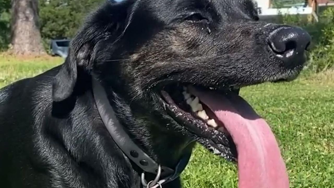 Dog With Long Tongue: বিশাল লম্বা জিভে রেকর্ড গড়ল এই কুকুর