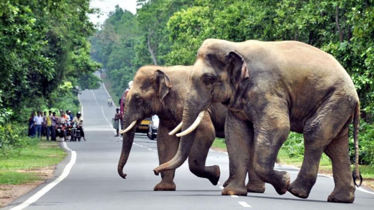 Alipurduar Elephant: হাতির তান্ডবে এবার বিক্ষোভ!