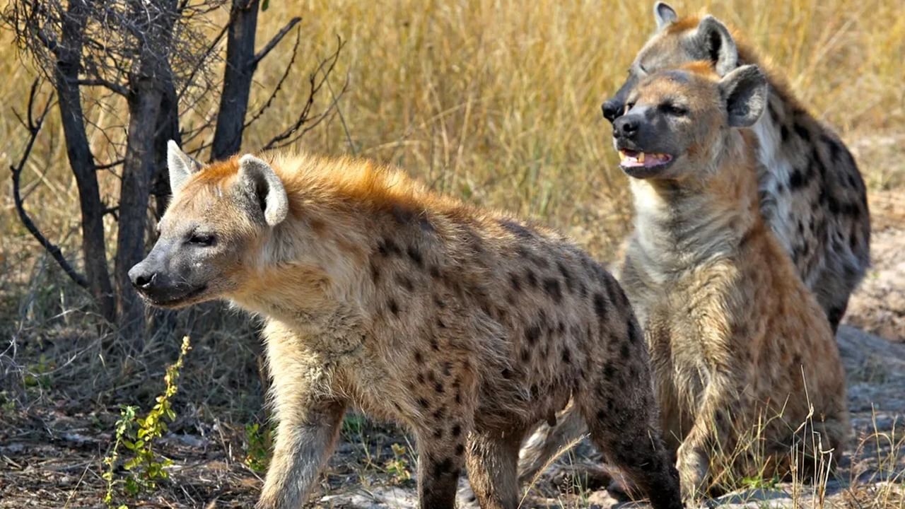 Hyena in Bangladesh Zoo: শিশুর হাতে কামড় হায়নার