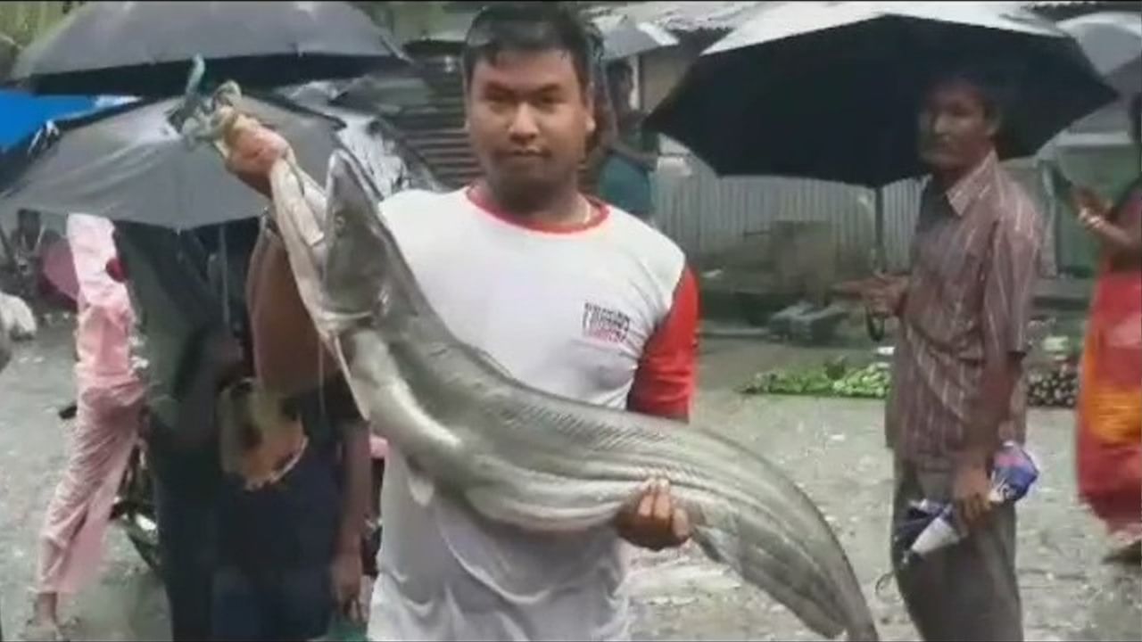 Dhupguri Big Fish: জাল পেতেছিলেন নদীতে, তারপর এ কী উঠল!