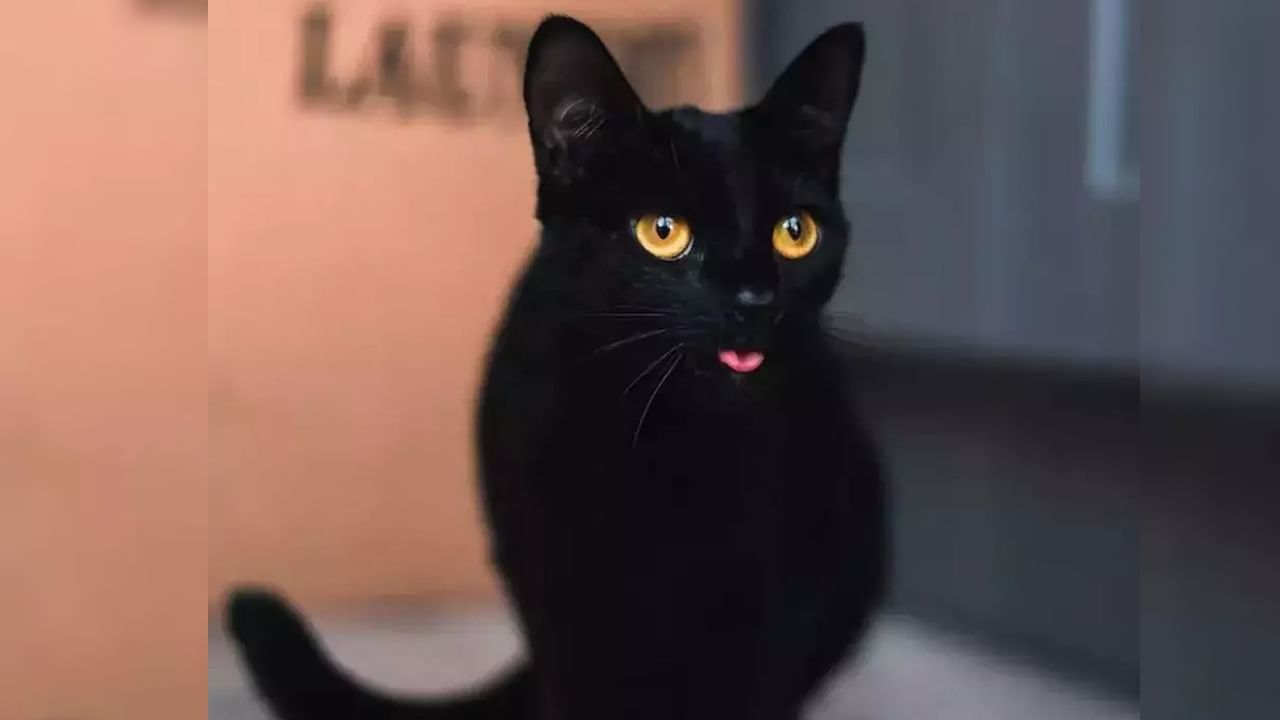 Black Cat: বিড়াল রাস্তা কাটলে কেন অশুভ হয়?