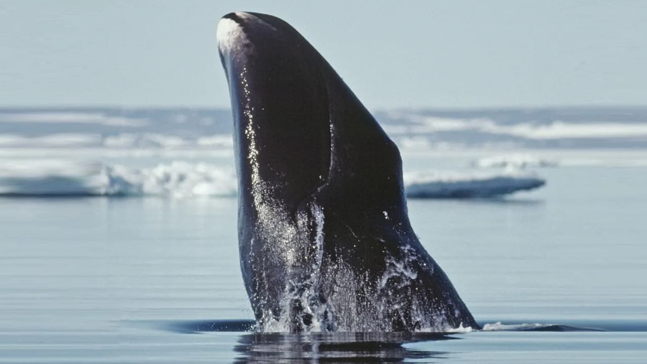 Bowhead Whales: এই তিমি ক্যানসারের উত্তর