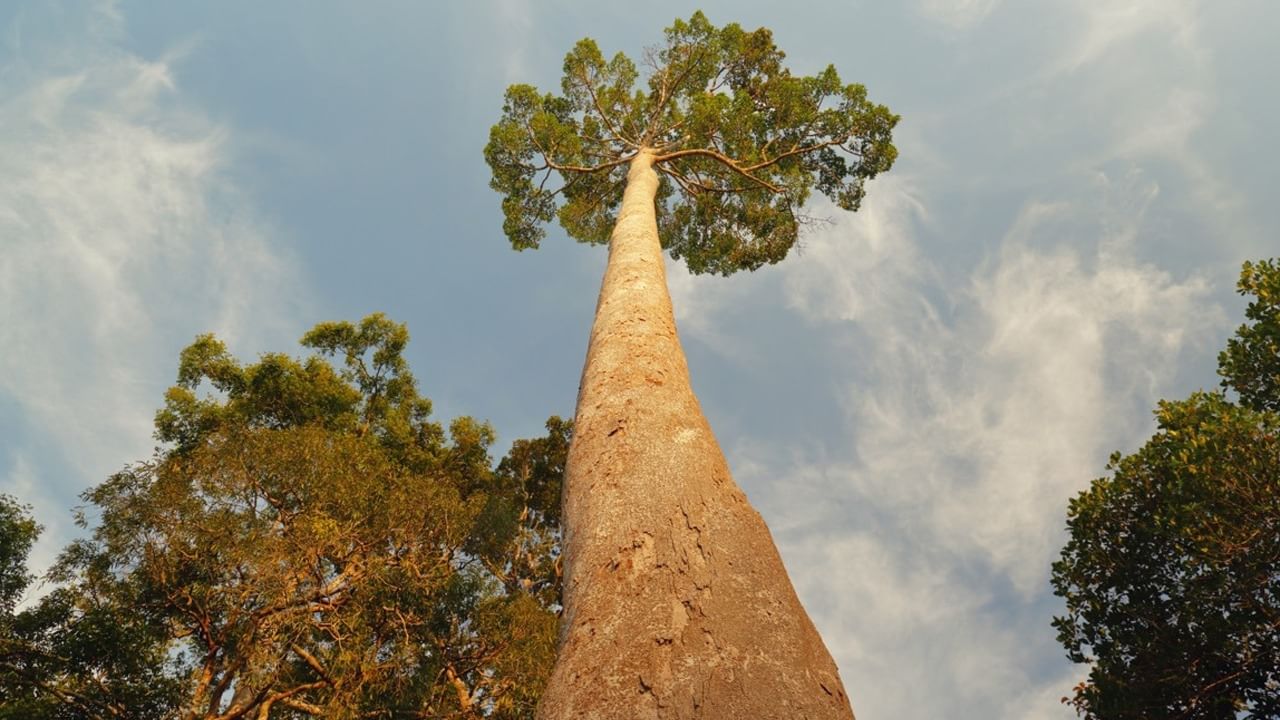 Asia Tallest Tree: এশিয়ার সবথেকে উঁচু গাছ