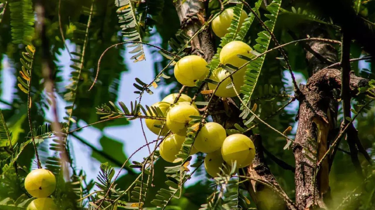 আমলা গাছ: এই গাছকে হিন্দু ধর্মে অত্যন্ত পবিত্র বলে মনে করা হয়। কারণ এর উৎপত্তি দেবী লক্ষ্মীর অশ্রু থেকে বলে মনে করা হয়। এতে ভগবান ব্রহ্মা, বিষ্ণু ও মহাদেব বাস করেন বলে বিশ্বাস করা হয়। এই গাছ পুজো করলে শ্রী হরির বিশেষ আশীর্বাদ পাওয়া যায়। 