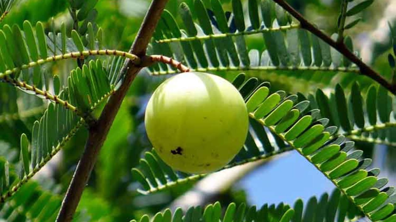 বিশ্বাস করা হয় যে যে ব্যক্তি আমলা গাছের পূজা করেন তার উপর ভগবান শ্রী বিষ্ণু ও দেবী লক্ষ্মীর কৃপা বর্ষিত হয়, যার ফলে তিনি সমস্ত আনন্দ উপভোগ করেন এবং অবশেষে মোক্ষ লাভ করেন।