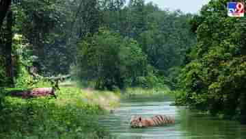 Buxa Tiger Reserve-Dooars: উত্তরবঙ্গেও রয়েছে অ্যামাজন, সিকিয়াঝোরা নদীতে নৌকাবিহারের স্বাদ নিলে মিলতে পারে জীবজন্তু দেখার সুযোগ