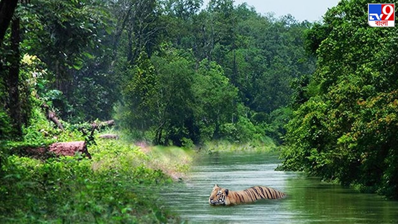 Buxa Tiger Reserve-Dooars: উত্তরবঙ্গেও রয়েছে 'অ্যামাজন', সিকিয়াঝোরা নদীতে নৌকাবিহারের স্বাদ নিলে মিলতে পারে জীবজন্তু দেখার সুযোগ