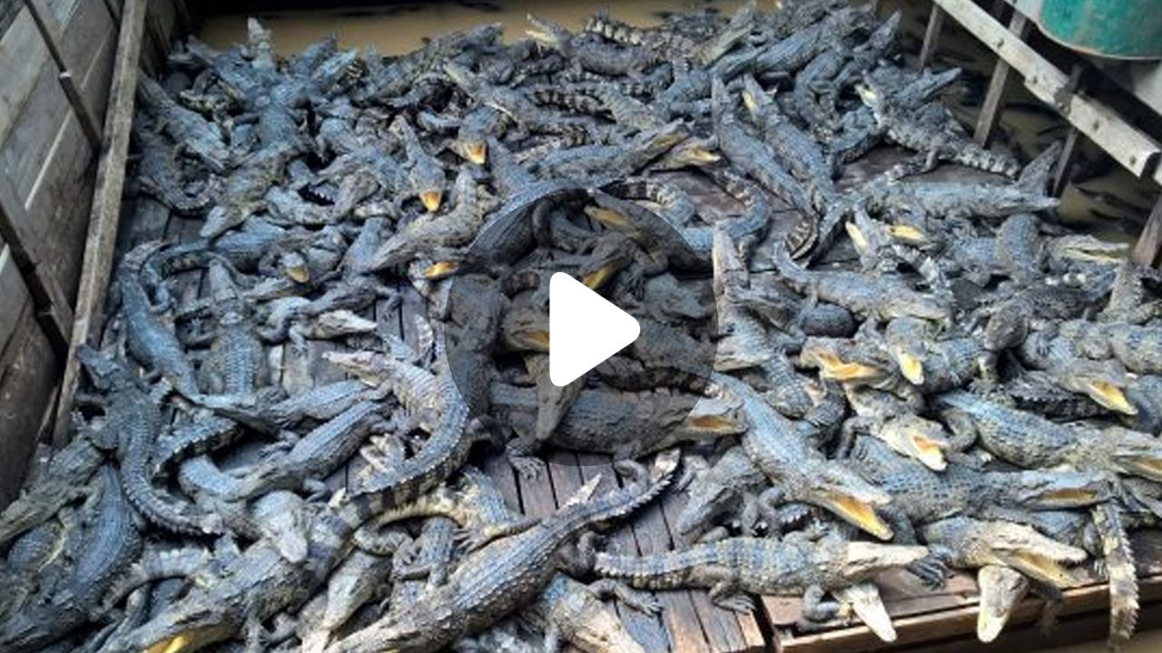 Combodia Crocodile Attack: মালিককে জ্যান্ত চিবিয়ে খেল ৪০টি কুমির