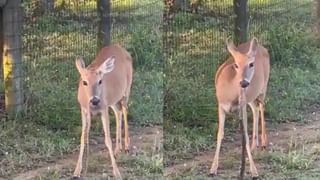 Viral Video: ভয়কে জয় করে সাপের সঙ্গে সমানে লড়াই খরগোশের, পালাতে বাধ্য হল সরীসৃপ