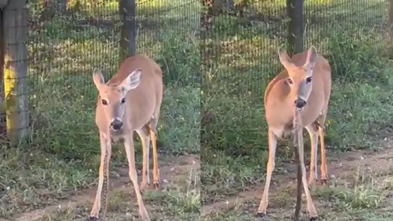 Viral Video: তৃণভোজী তকমা সরিয়ে 'মাংস' উদরস্থ করল হরিণ, বিশ্বাস না হলে দেখুন এই ভিডিয়ো