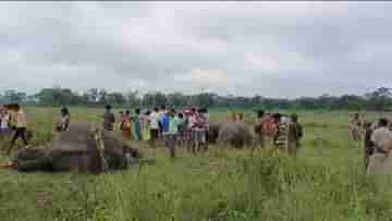 Elephant Death: নদী পেরনোর সময় হঠাৎ পড়ল বাজ, চোখের পলকেই শেষ দুটি হাতি