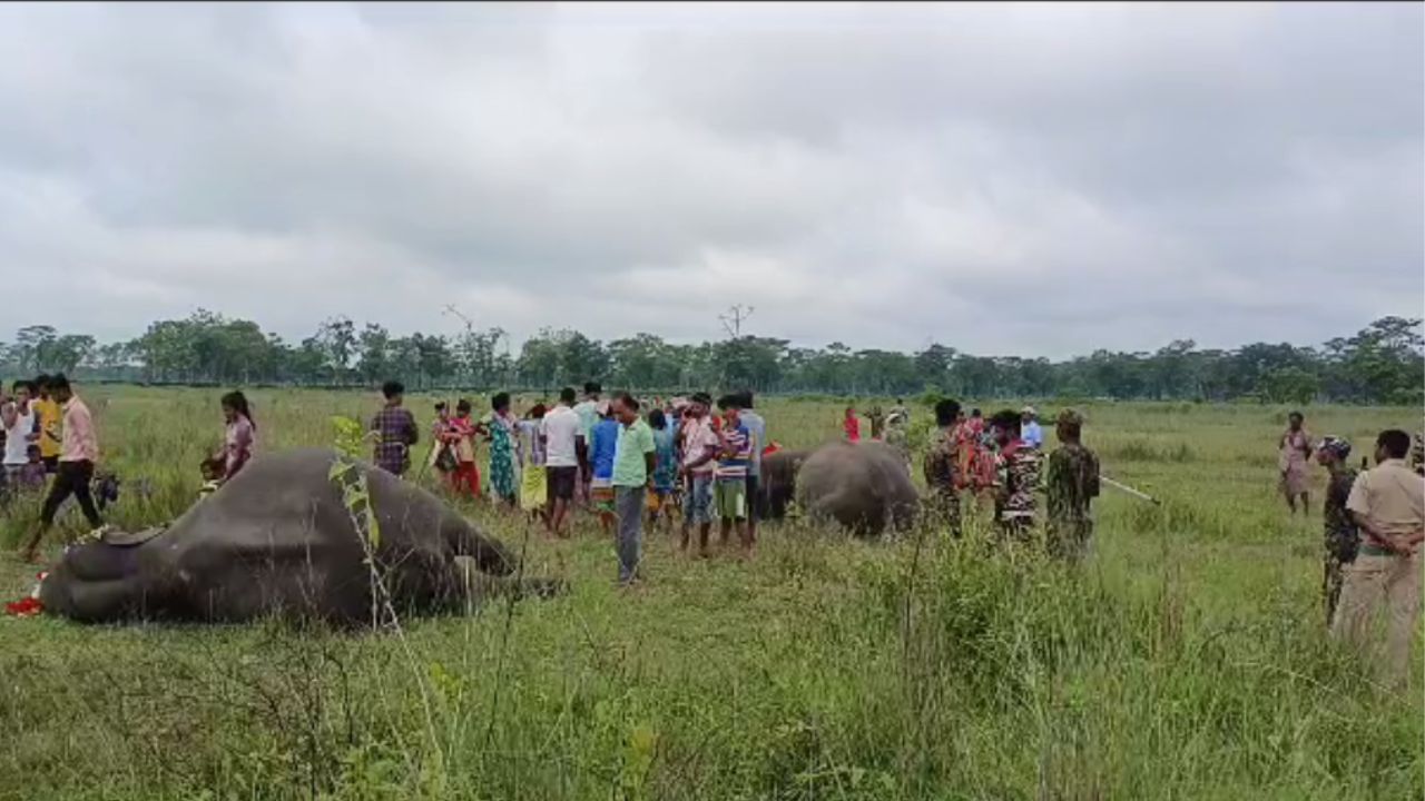 Elephant Death: নদী পেরনোর সময় হঠাৎ পড়ল বাজ, চোখের পলকেই শেষ দু'টি হাতি