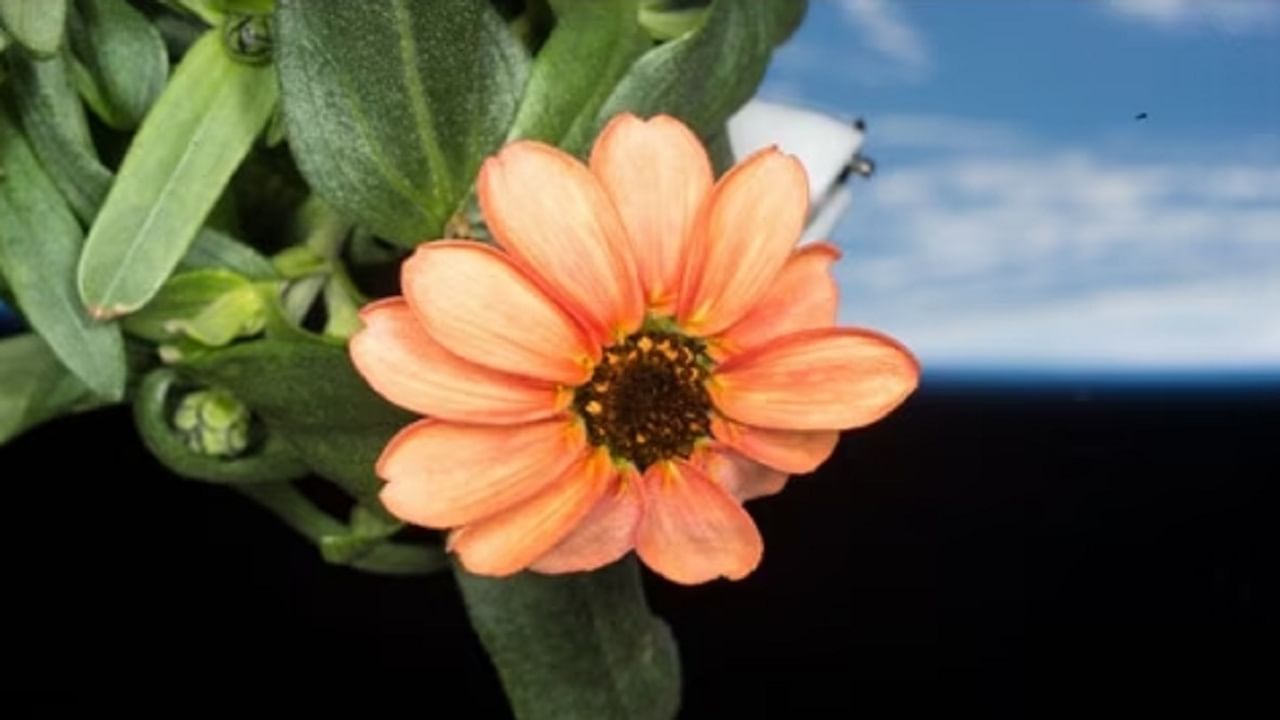 Space Flower: মহাকাশে ফুল ফোটাল NASA, কীভাবে হল অসাধ্য সাধন, দেখুন অবাক চোখে