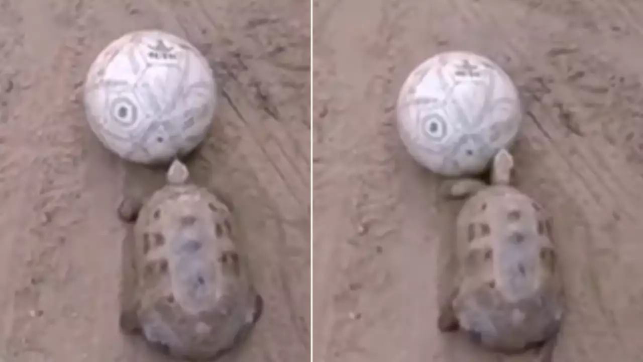 Viral Video: শুধু গুঁতো আর গুঁতো! এই কচ্ছপের ফুটবল স্কিল দেখে হতচকিত নেটিজেনরা