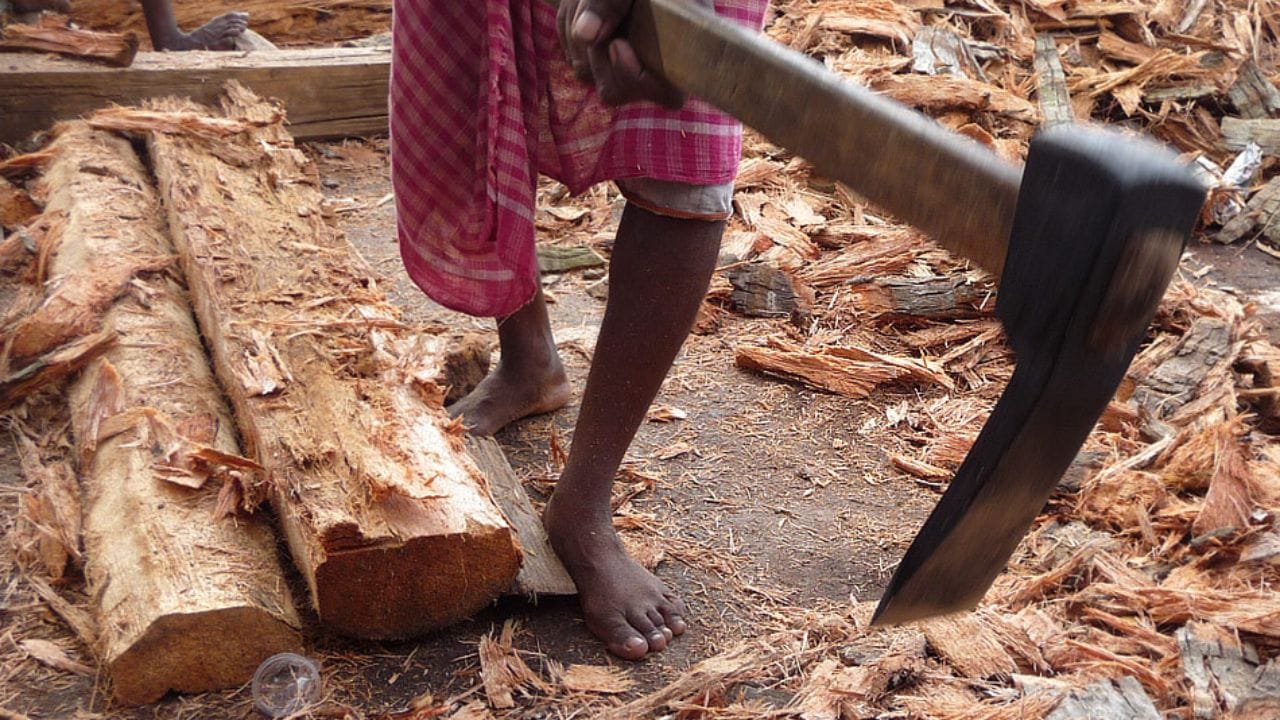 Golden Axe in Rath Yatra রথযাত্রার জন্য ৮৮৪টি গাছ কাটতে সোনার কুড়ুল