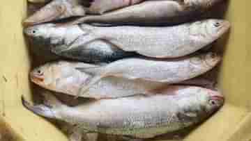 Hilsa Fish: বৃষ্টির দেখা নেই, স্বস্তি দিয়ে দিঘার বাজারে হাজির মরশুমের প্রথম ইলিশ