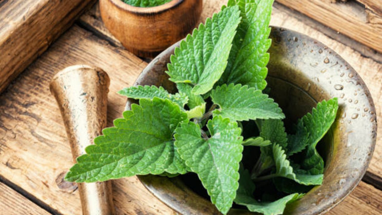 Lemon Balm আগাছা দিয়ে ত্বকের যত্ন নিন, লেমন বামের গুণে কমবে ব্রণ থেকে