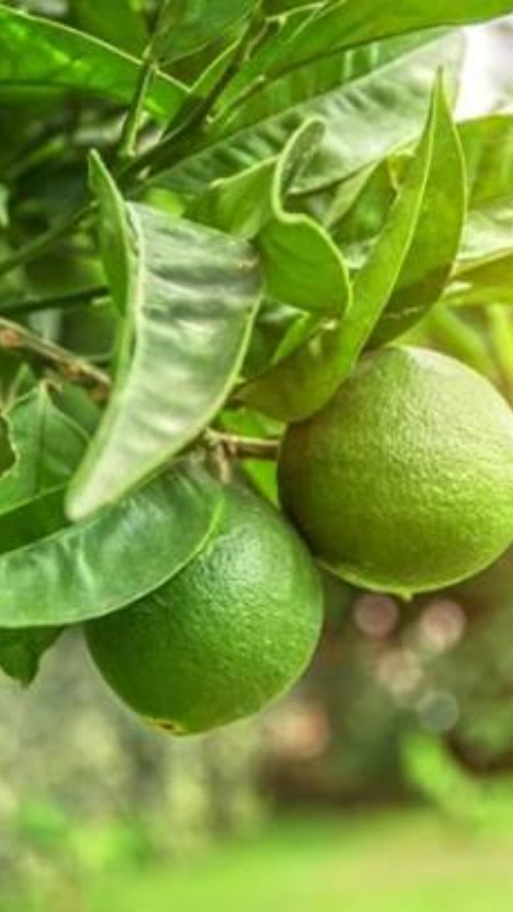 লেবুপাতার কি কোনও গুণ রয়েছে? TV9Bangla Potential Health Benefits