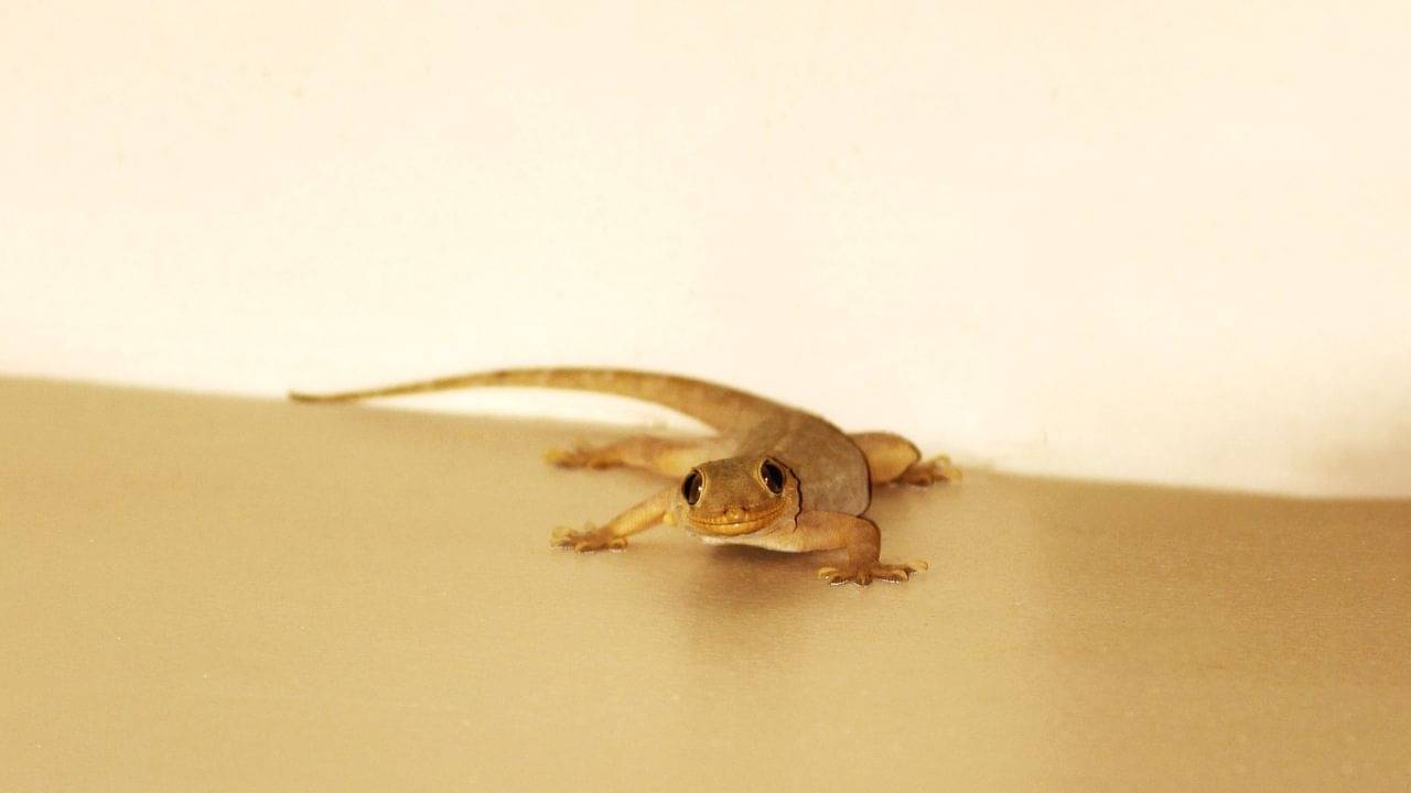 Morning Tips: সকালে চোখ খুলেই দেখুন এই জিনিস, কেরিয়ারে থাকবেন তুঙ্গে,বৃদ্ধি পাবে ধন-সম্পত্তি!