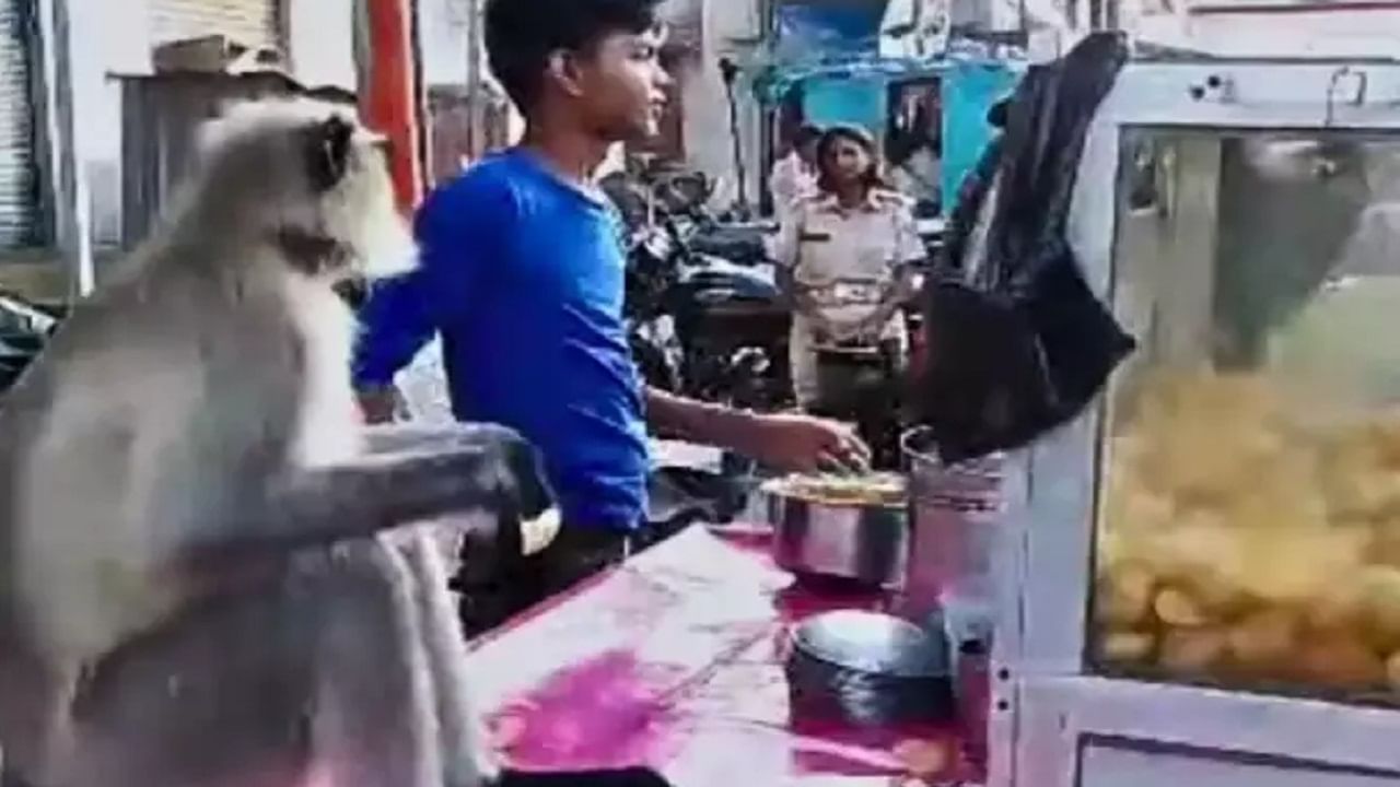 Viral Video: ঠেলাগাড়িতে বসে মনের আনন্দে ফুচকা খেল হনুমান, ভাইরাল হাসির ভিডিয়ো